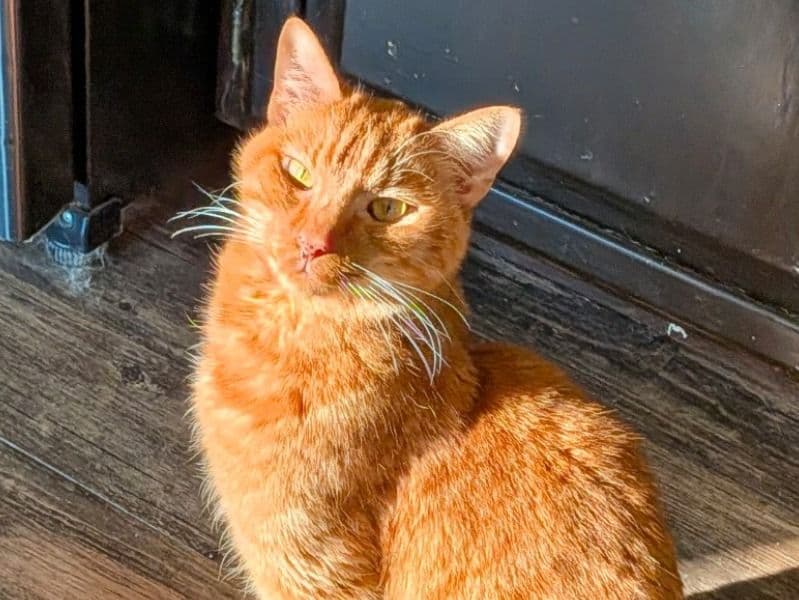 American Shorthair 4 years old male named Sam for adoption in DeKalb County, Illinois | Petmeetly