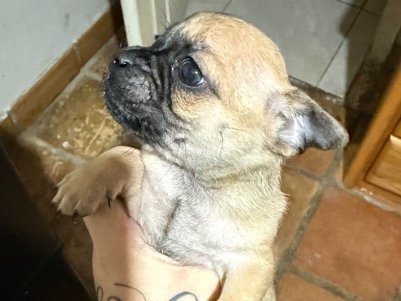 Pug 2 months old male small named Na for breeding in Maricopa County, Arizona | Petmeetly