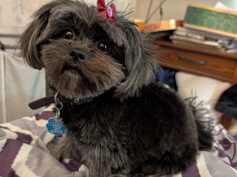 Shiranian 4 years 8 months old female small named Xena for breeding in Utah County, Utah | Petmeetly