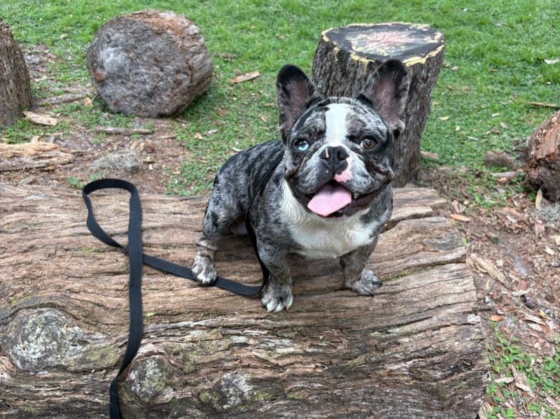 French Bulldog 1 year 2 months old male medium named Mooze for breeding in Orange County, Florida | Petmeetly