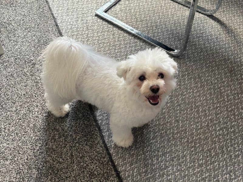 Maltese 11 months old male small named Casper for breeding in County Kildare | Petmeetly