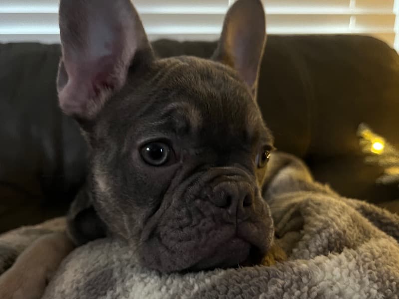 French Bulldog 3 months old female small named None for sale in Contra Costa County, California | Petmeetly