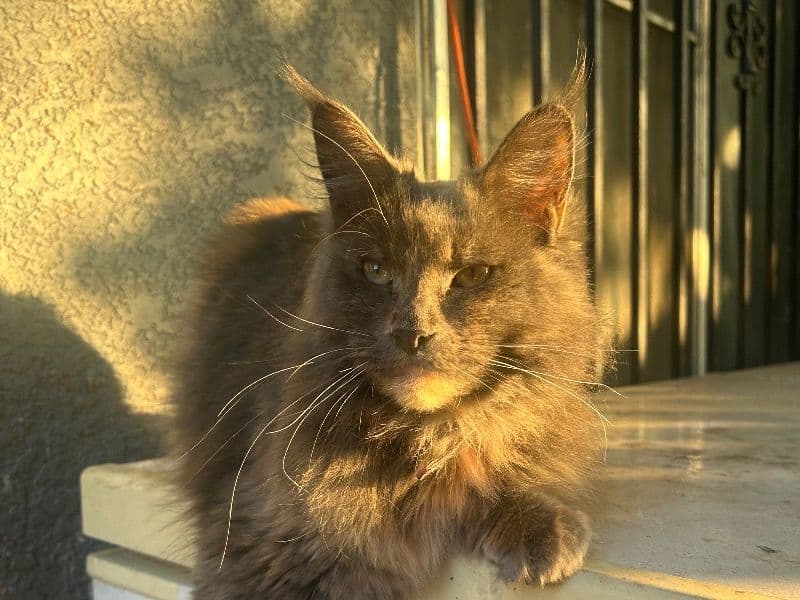 Nikki primary photo