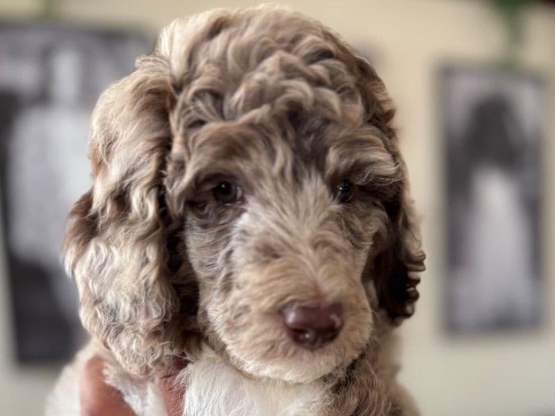 Standard Poodle 1 month old male large named Reserve for sale in Dallas County, Texas | Petmeetly