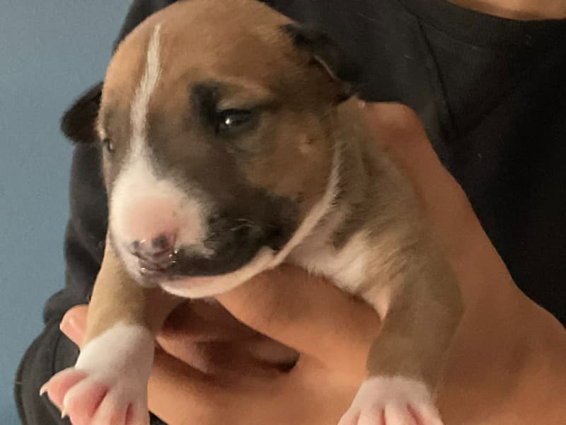 Bull Terrier 1 month old female small named Big Red for sale in St. Joseph County, Indiana | Petmeetly