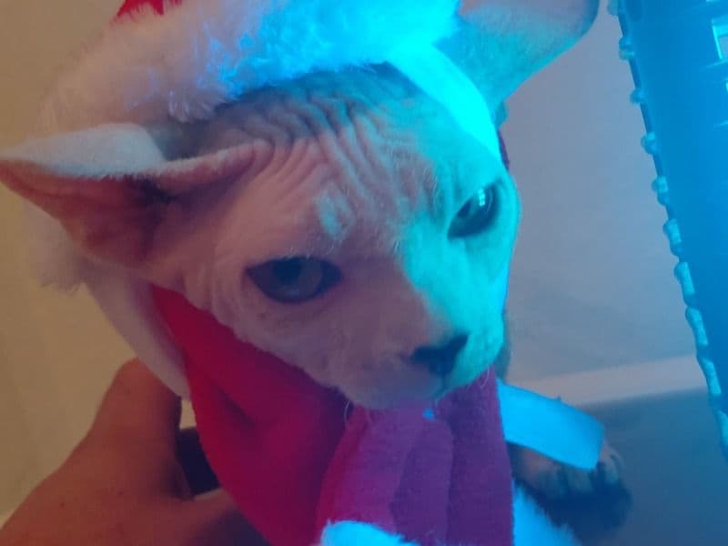 Sphynx 5 months old male named Spotty for sale in Polk County, Florida | Petmeetly