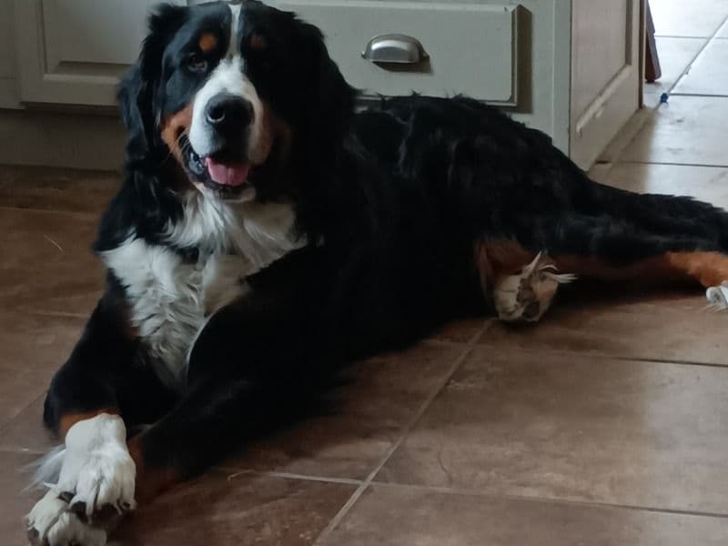 Diesel primary photo