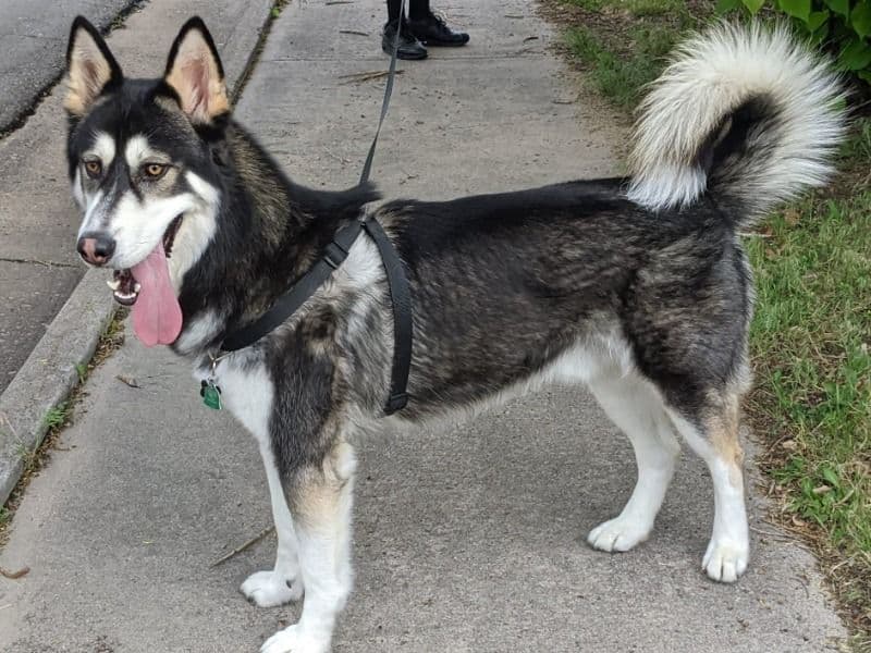 Husky 6 years 7 months old male medium named Kodak for breeding in Arapahoe County, Colorado | Petmeetly