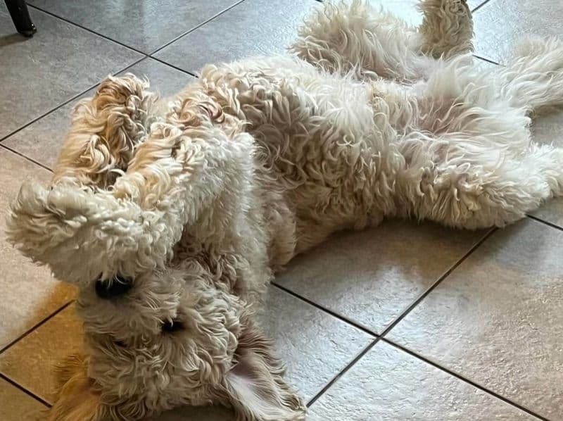 Goldendoodle 5 years 11 months old male extra large named Bailey for breeding in Harris County, Texas | Petmeetly