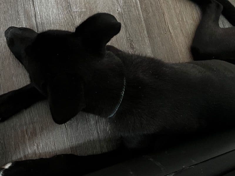 Husky 5 months old male small named Berry for breeding in Franklin County, Ohio | Petmeetly