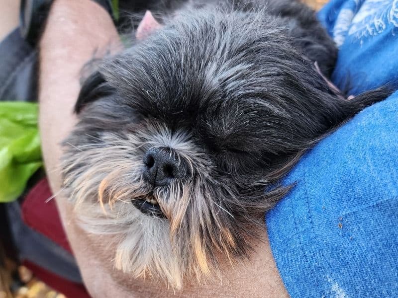 Shih Tzu 6 years 4 months old female small named Maggie for breeding in San Angelo, Texas | Petmeetly