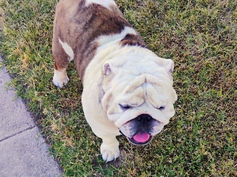 Chubbs primary photo