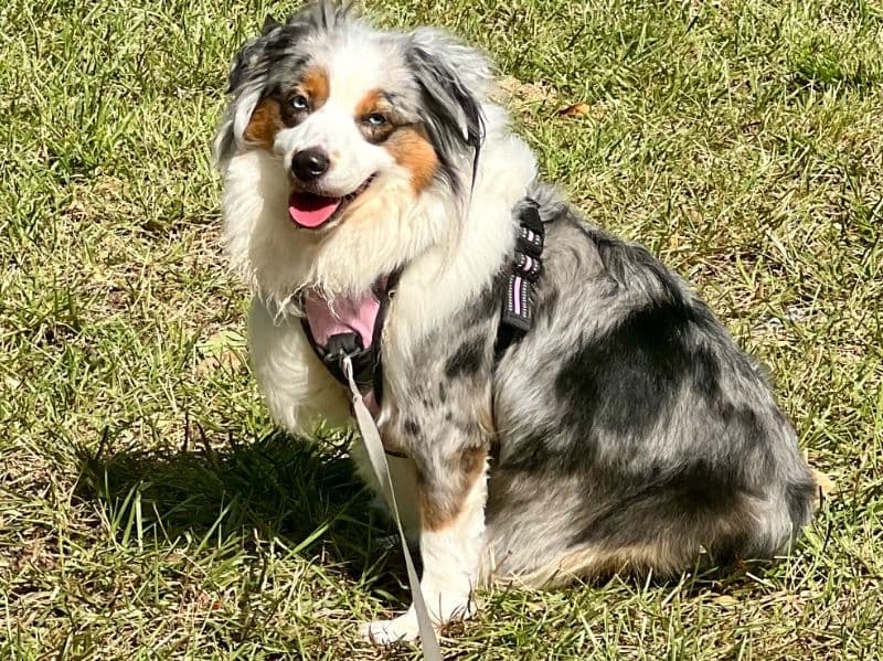 Luna primary photo