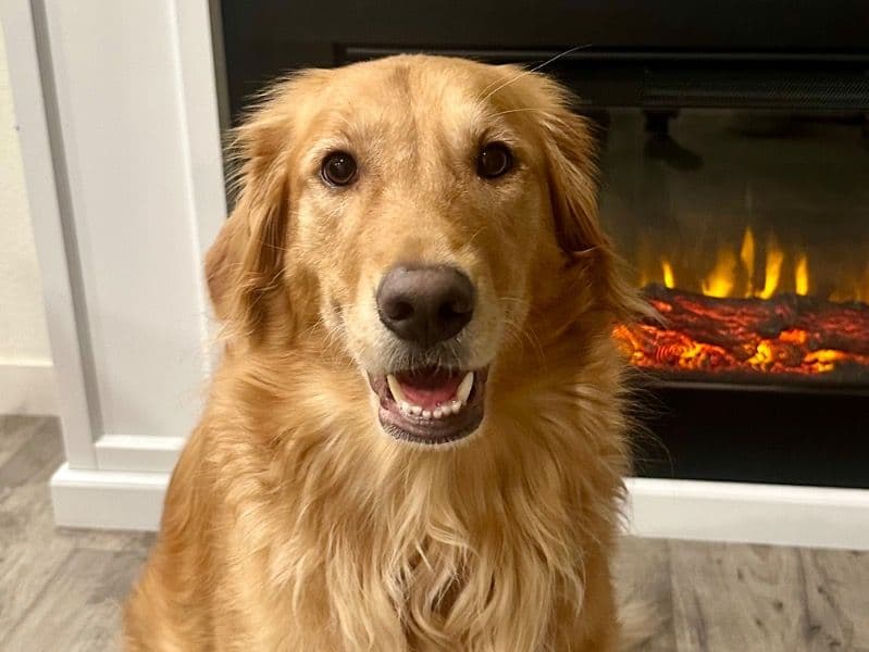 Golden Retriever 3 years 10 months old female large named Kida for adoption in Placer County, California | Petmeetly