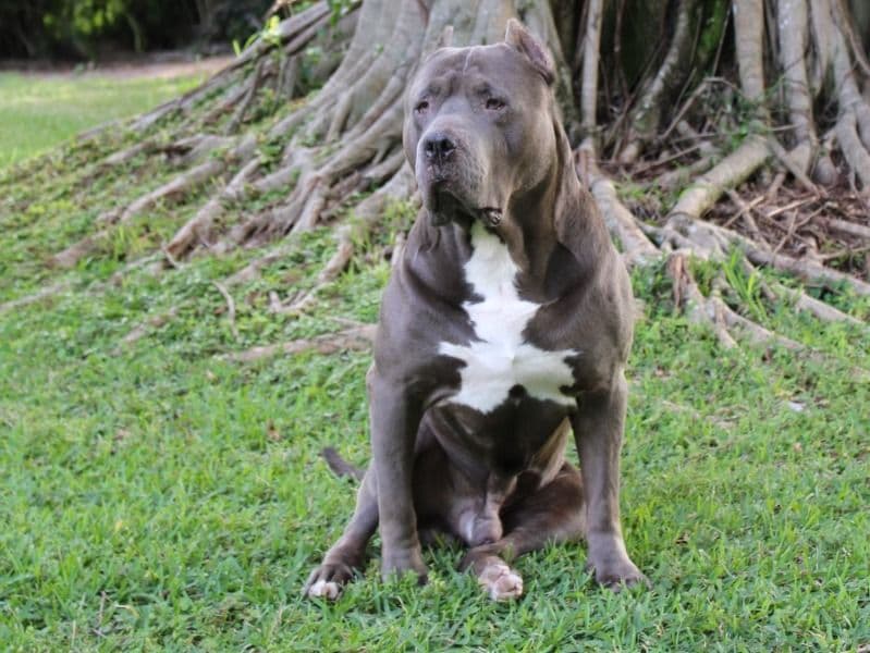 Tyson primary photo