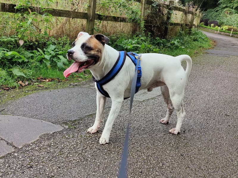 Buster primary photo