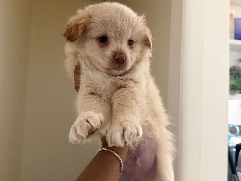 Pomchi 2 months old male small named Rocky for breeding in Montgomery County, Maryland | Petmeetly