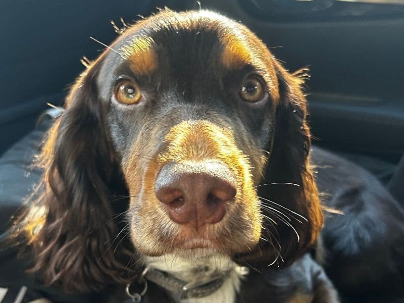 Theo primary photo