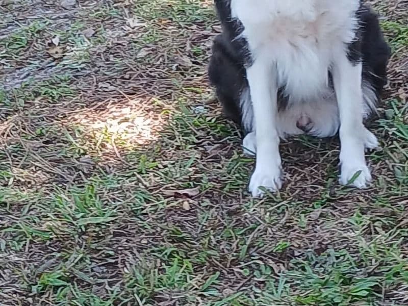 Border Collie 4 years old female medium named Maizy for breeding in Mims, Florida | Petmeetly