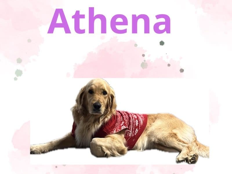Golden Retriever 2 years old female large named Athena for breeding in Hampden County, Massachusetts | Petmeetly