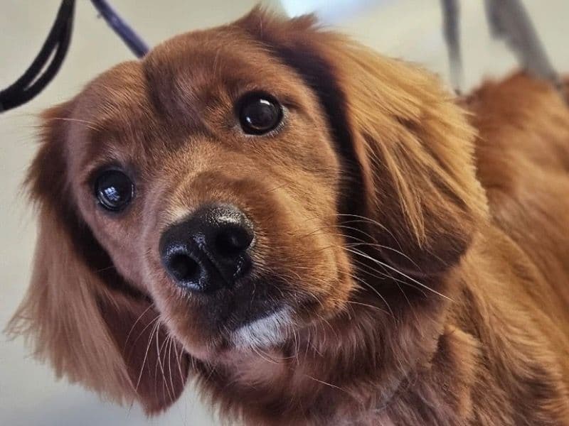 Cockapoo 1 year 3 months old male medium named Dodger for breeding in Greater Manchester, England | Petmeetly