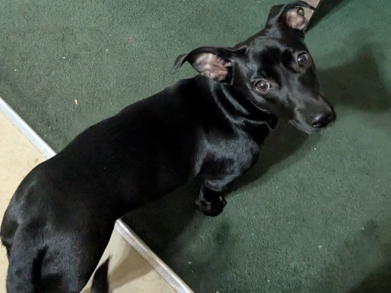 Jack Chi 1 year old female small named Chipi for breeding in Orange County, California | Petmeetly