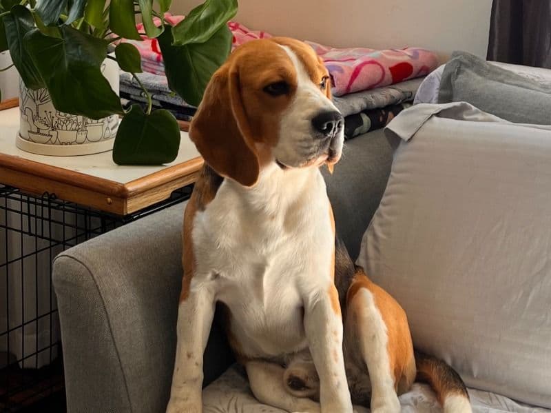 Snoopy primary photo