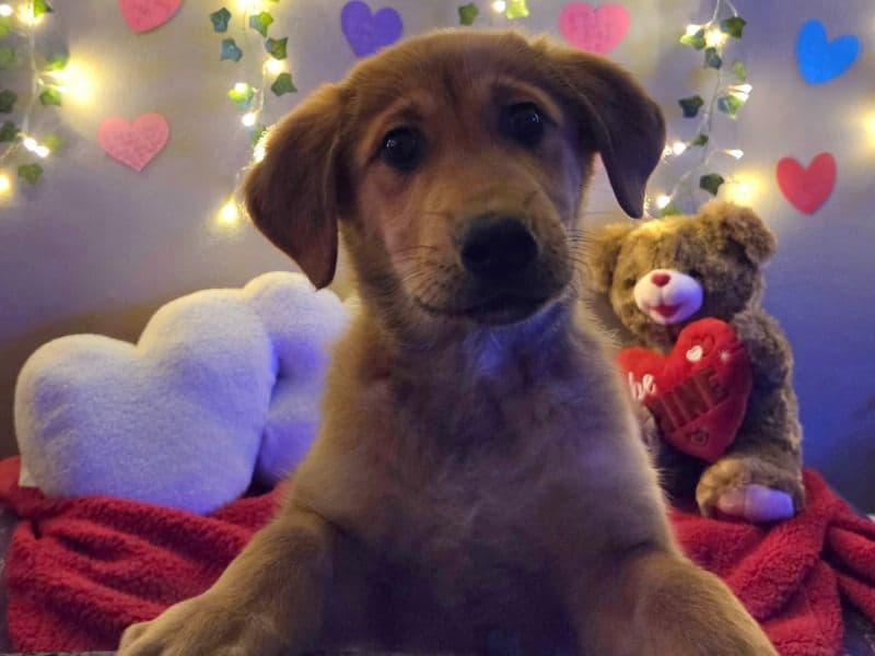 Golden Retriever 2 months old female medium named Purple Princess for sale in Johnson County, Kansas | Petmeetly