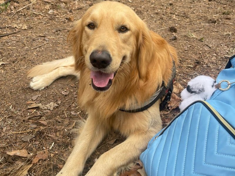 Golden Retriever 2 years 3 months old male large named Kumar for breeding in Harris County, Texas | Petmeetly