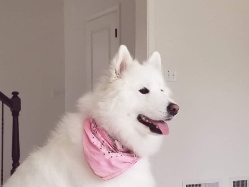 Rosie primary photo