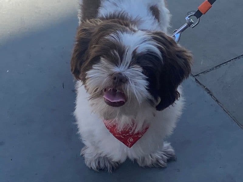 Shih Tzu 2 years 5 months old male small named Leo for breeding in Greater London, England | Petmeetly