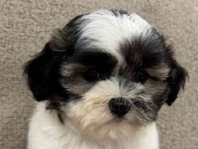 Bella primary photo