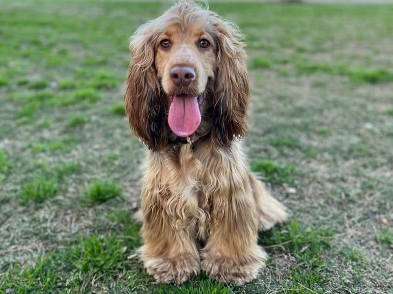 Lola primary photo