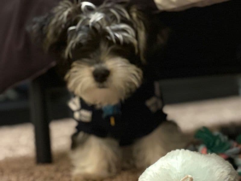 Morkie 7 months old male small named Rome for adoption in San Joaquin County, California | Petmeetly
