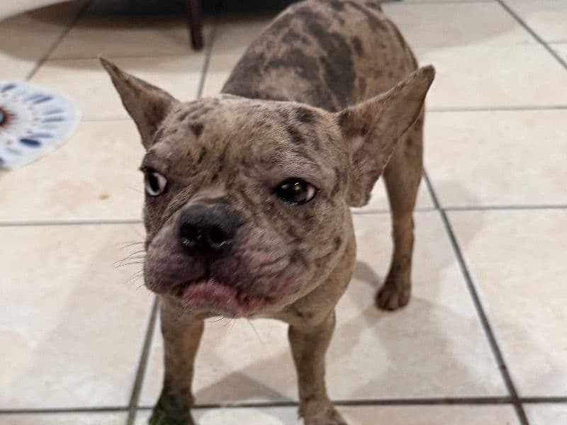 Frenchie Pug (Frug) 8 months old female medium named Juicy for breeding in Palm Beach County, Florida | Petmeetly