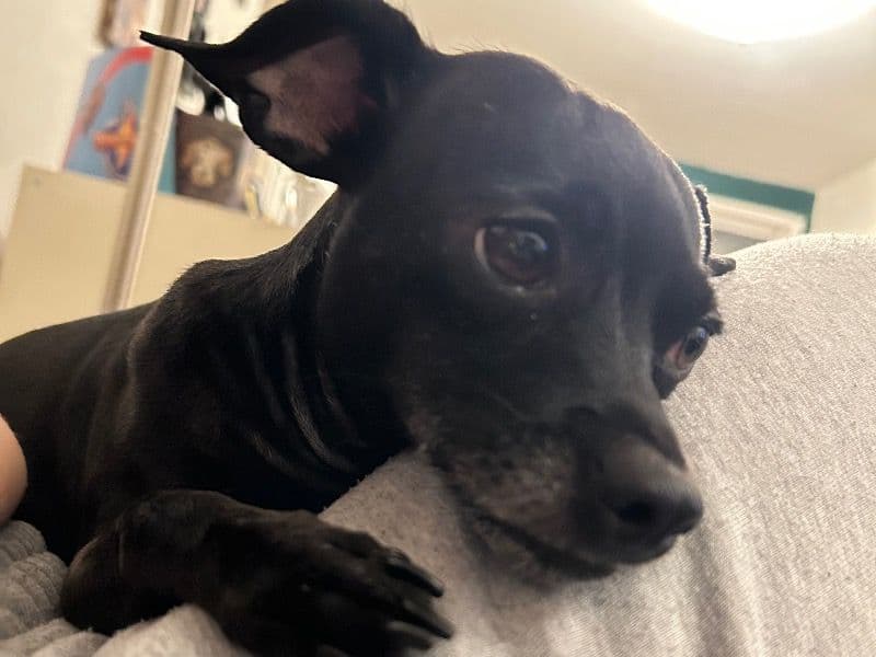 Chihuahua 2 years old female small named Toula for breeding in Kings County, New York | Petmeetly