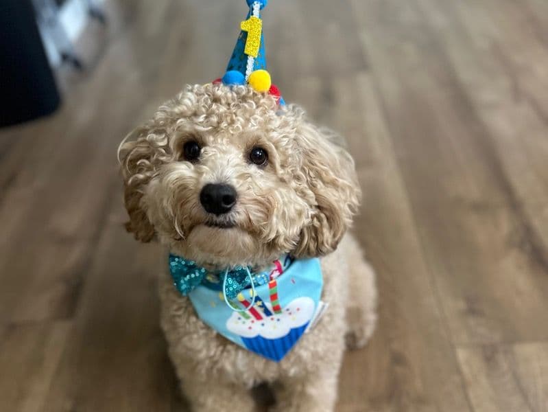 Miniature Poodle 1 year 5 months old male medium named Milo for breeding in Pinellas County, Florida | Petmeetly