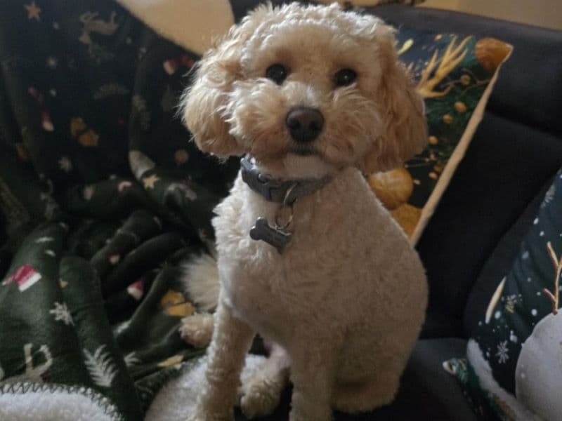 Toy Poodle 1 year old male small named Simba for breeding in West Midlands, England | Petmeetly