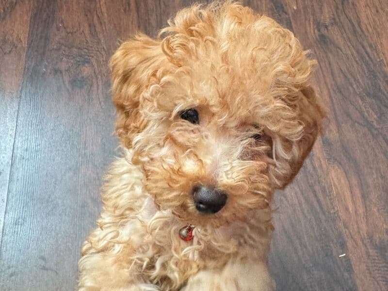 Poppy  the Miniature Poodle - Gallery photo 5