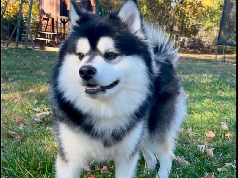 Kai primary photo