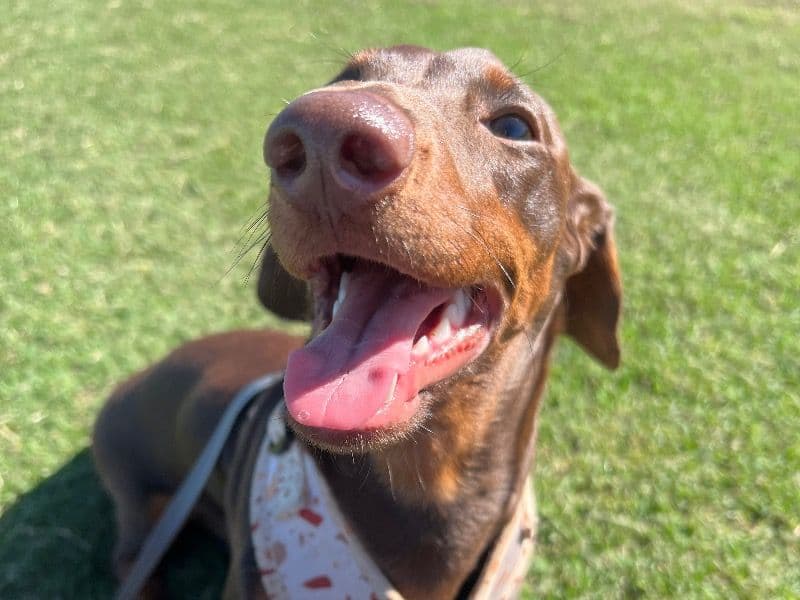 Miniature Dachshund 1 year 2 months old male small named Winston for breeding in Ipswich City, Queensland | Petmeetly