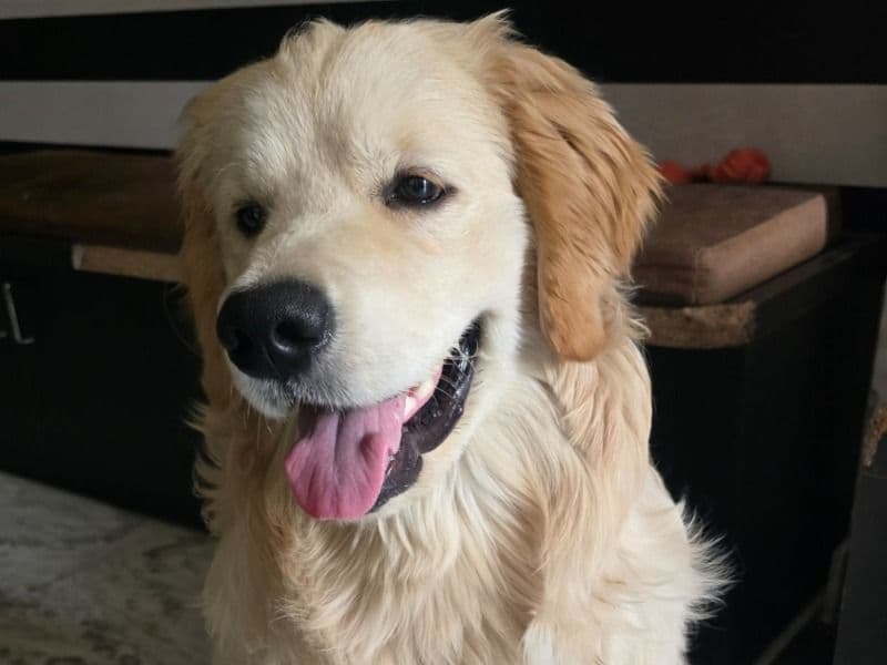 Simba primary photo