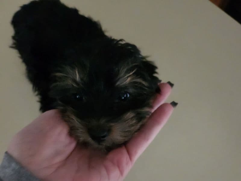 Fudge - Yorkshire Terrier | Petmeetly