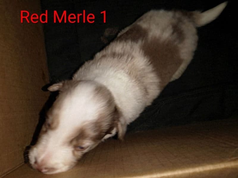 Red Merle 1 - Border Collie | Petmeetly