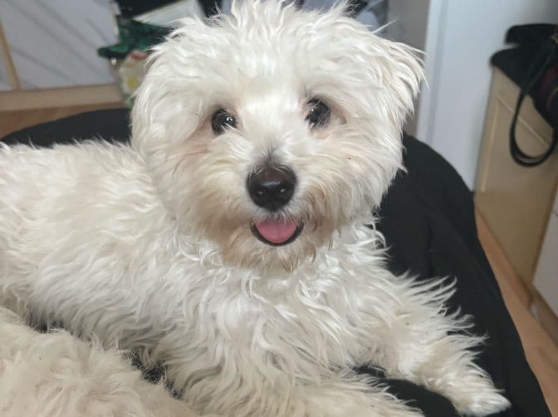 Maltichon 1 year 1 month old male small named Ace for breeding in Greater London, England | Petmeetly