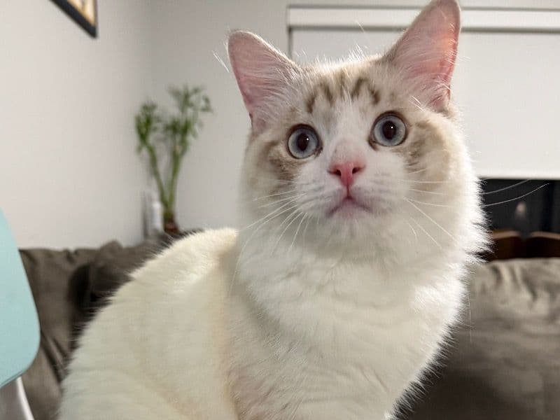 Ragdoll 9 months old male named Fluffy for breeding in Orange County, Florida | Petmeetly