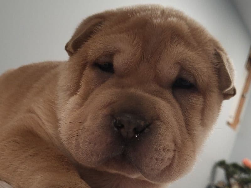 Tater primary photo
