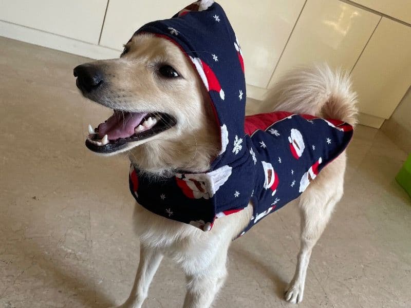 German Spitz 4 years old male medium named Leo for breeding in Delhi Division, Delhi | Petmeetly