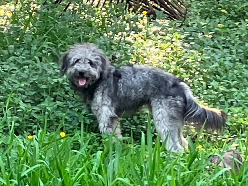 Bruno primary photo