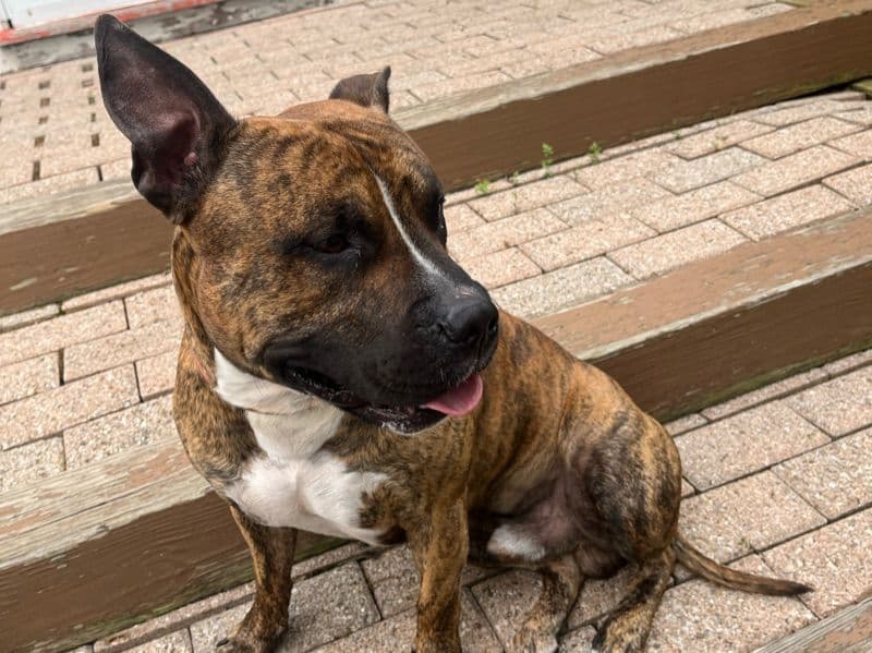 American PitBull Terrier 6 years 1 month old male medium named Boss for breeding in Trumbull County, Ohio | Petmeetly